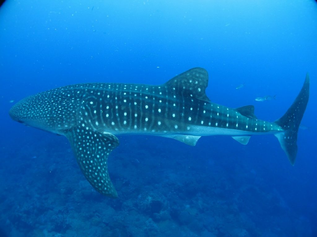 Whale sharks