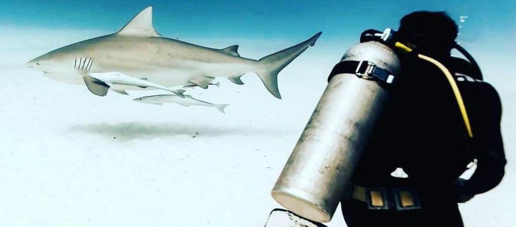 Bull shark playa del carmen diver
