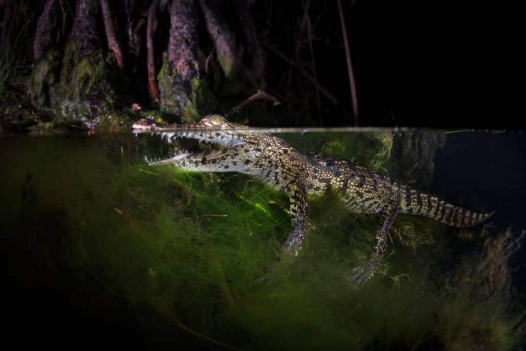 crocodile night dive