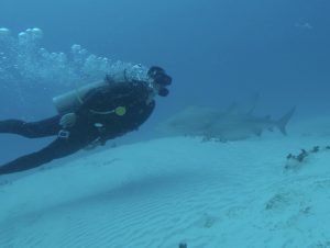 bull shark diving photo