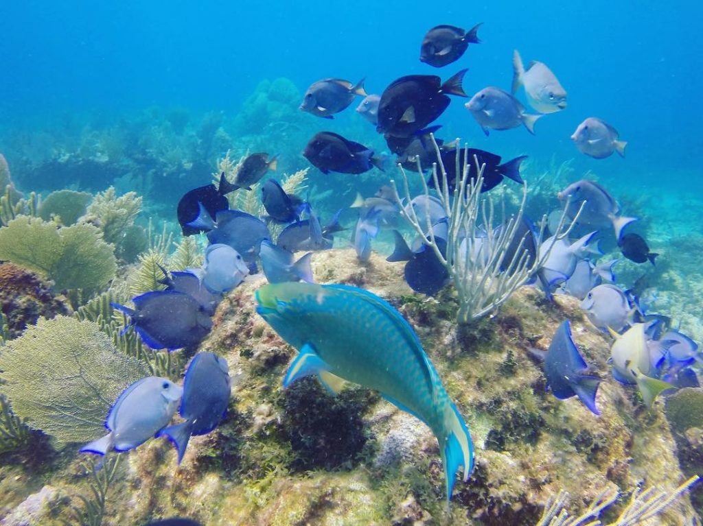 sea reef tulum