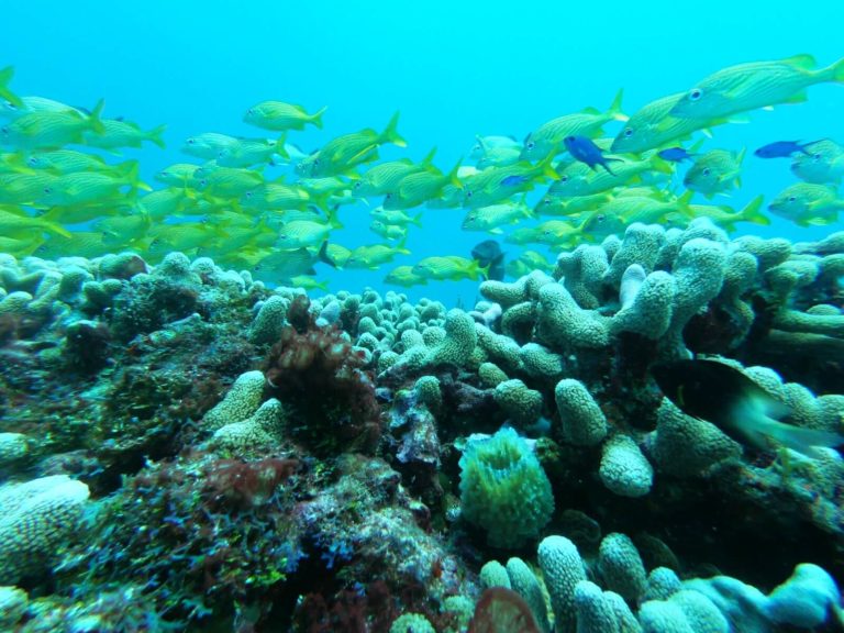 puerto morelos reef