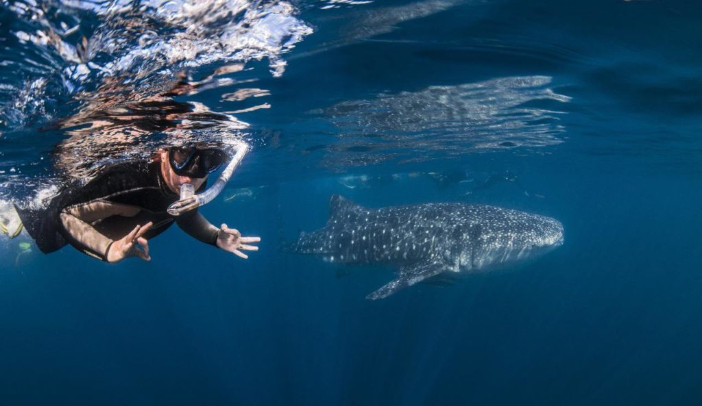 Whale shark snorkel near Cancun