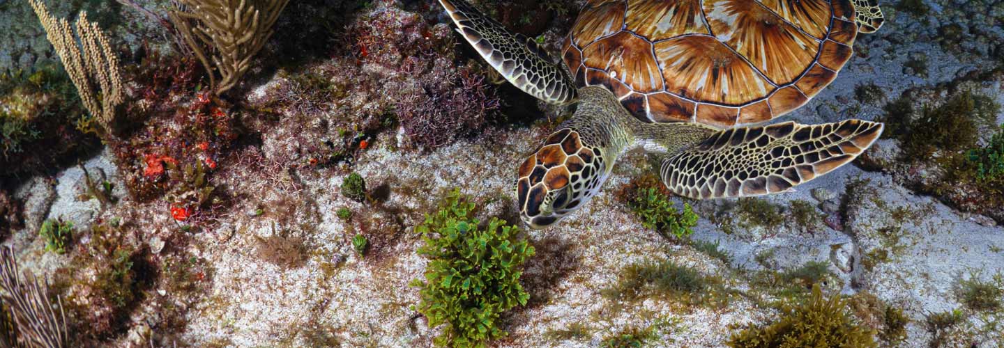 Riviera Maya's Best 1 Cenote Dive + 1 Ocean Dive Ko'ox Adventures